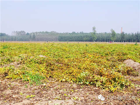 一望無際的山藥基地。據說，一季山藥后，土地需要五年才能恢復。