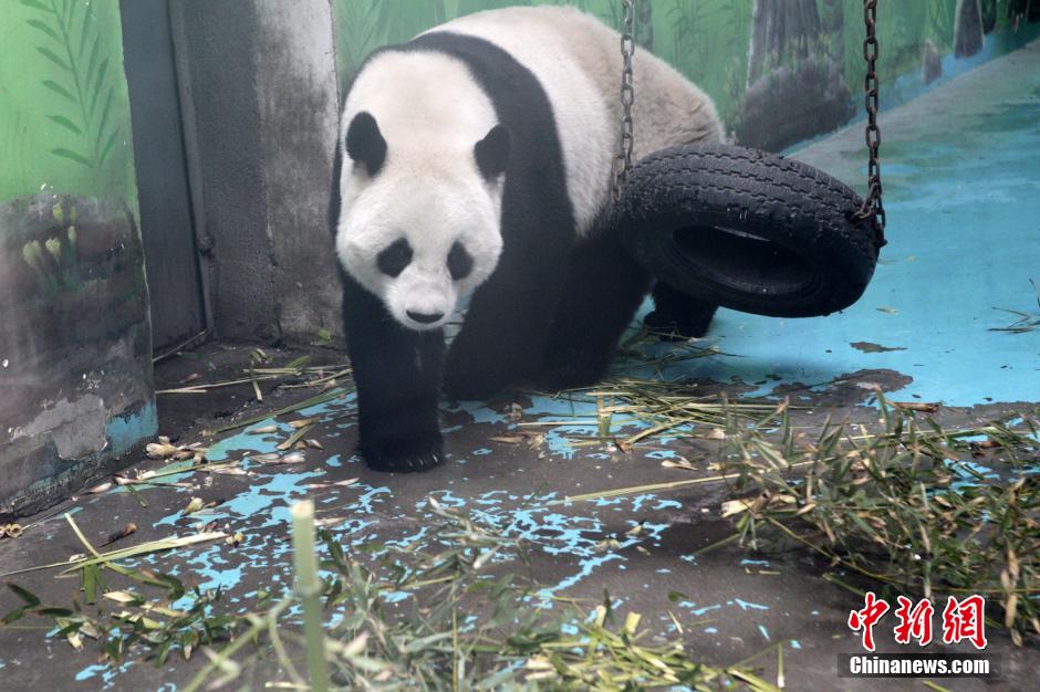 　3月17日，河南鄭州動(dòng)物園內(nèi)的大熊貓“龍昇”。