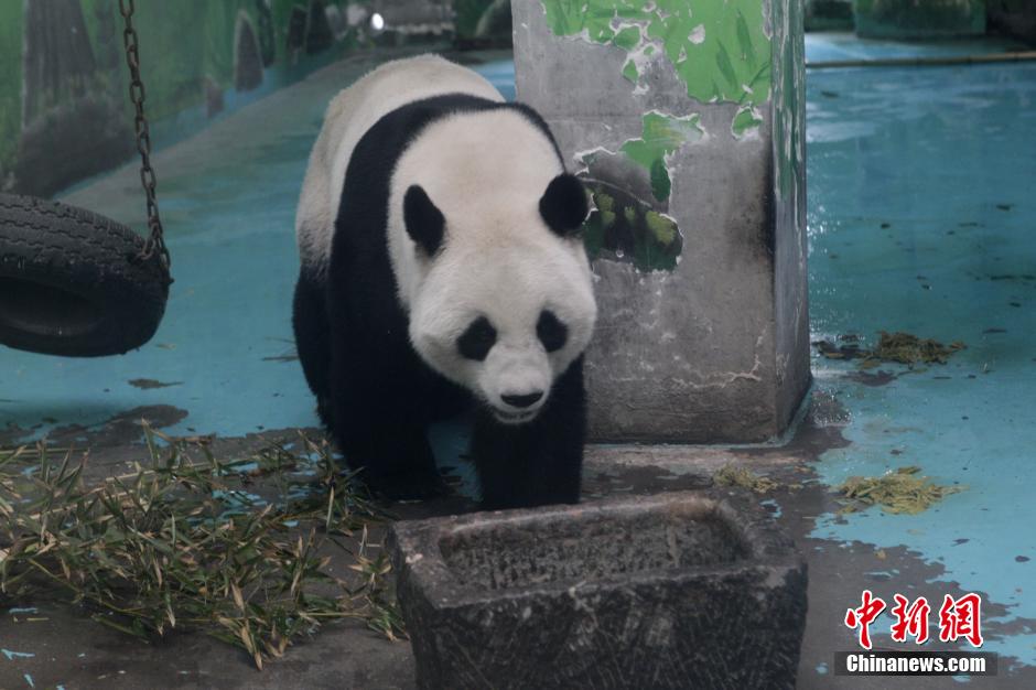 3月17日，河南鄭州動(dòng)物園內(nèi)的大熊貓“龍昇”。