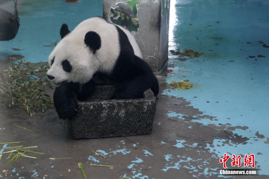 3月17日，河南鄭州動(dòng)物園內(nèi)的大熊貓“龍昇”。