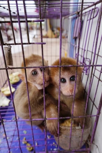 獼猴、麂子、白鷴、果子貍、豪豬、豺狗、熊、竹鼠等國家保護野生動物或瀕危物種，在此成為各路食客的盤中餐