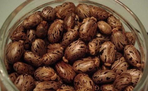 蓖麻子中含蓖麻毒蛋白及蓖麻堿，特別是前者，會引起中毒。網絡截圖