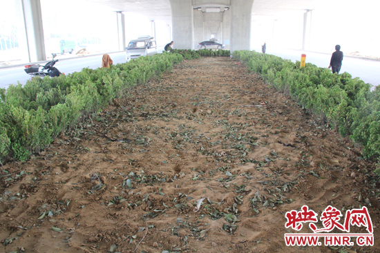 4月17日，當記者經過該路段時，發現那些“大葉女貞”并沒有繼續留在橋下生長，而是被悄悄移走了。