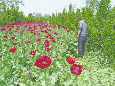 駐馬店千株罌粟藏身黃楊林 過路司機發現后舉報