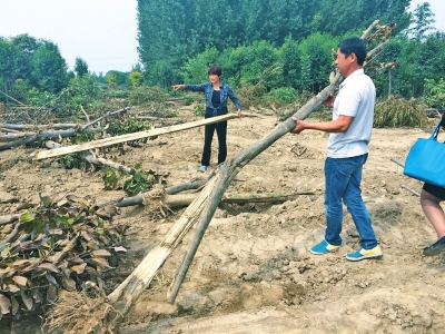 現場遍地是樹干和樹根，有的樹葉已枯萎