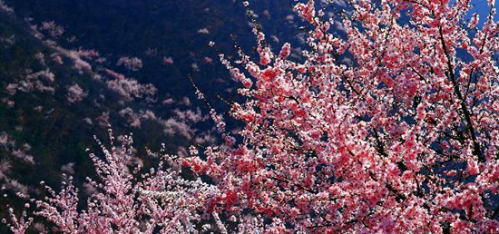 撿垃圾換玫瑰 女人節 愛在神農山! 撿垃圾換玫瑰 女人節 愛在神農山!