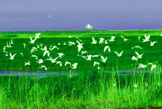 樂享綠色夏日 濕地公園生態親水之旅 樂享綠色夏日 濕地公園生態親水之旅