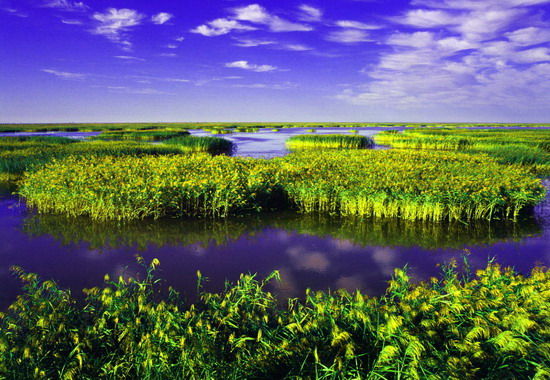 樂享綠色夏日 濕地公園生態親水之旅 樂享綠色夏日 濕地公園生態親水之旅