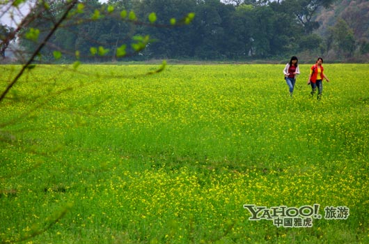 　　英德國家森林公園是廣東唯一的油菜花主題旅游景區。(圖片來源:CFP)