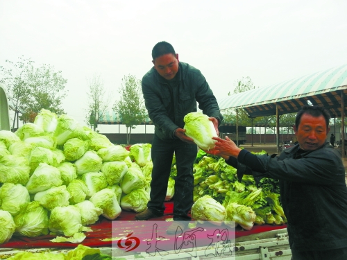 白菜進入大量上市期,但價格卻不便宜。