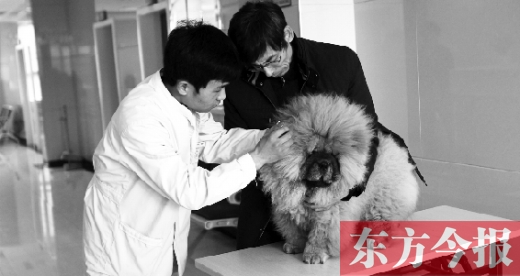 在一家大型寵物醫院里，生病的狗狗正在接受治療