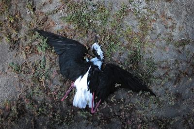 死去的鳥兒達到200多只，還有鳥兒在湖邊淤泥中掙扎著。