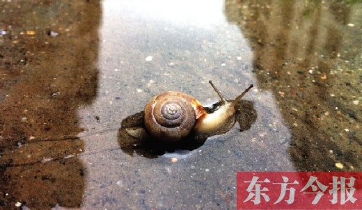 堵車(chē)俺不怕，就怕發(fā)大水，這不，一大早蹚水過(guò)街，現(xiàn)在已經(jīng)是下午了，俺還在馬路中間呢