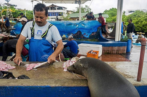 海獅變魚攤?？?排隊“購買”金槍魚