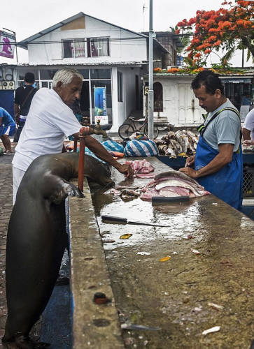海獅變魚攤?？?排隊“購買”金槍魚
