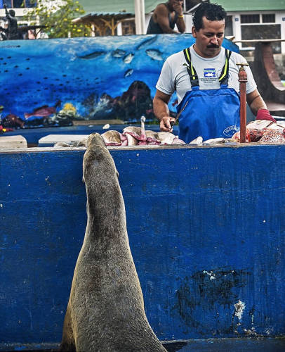 海獅變魚攤?？?排隊“購買”金槍魚