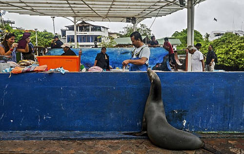 海獅變魚攤?？?排隊“購買”金槍魚