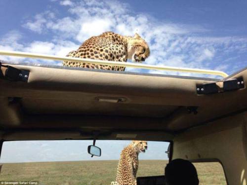 四目相對(duì) 獵豹車頂天窗伸頭凝視旅客