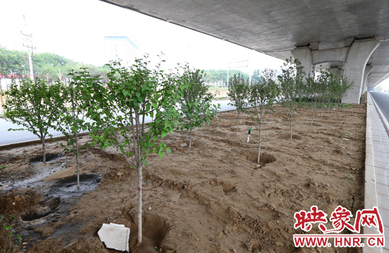 西三環淮河路立交橋下,新栽種的六七十棵枇杷樹。