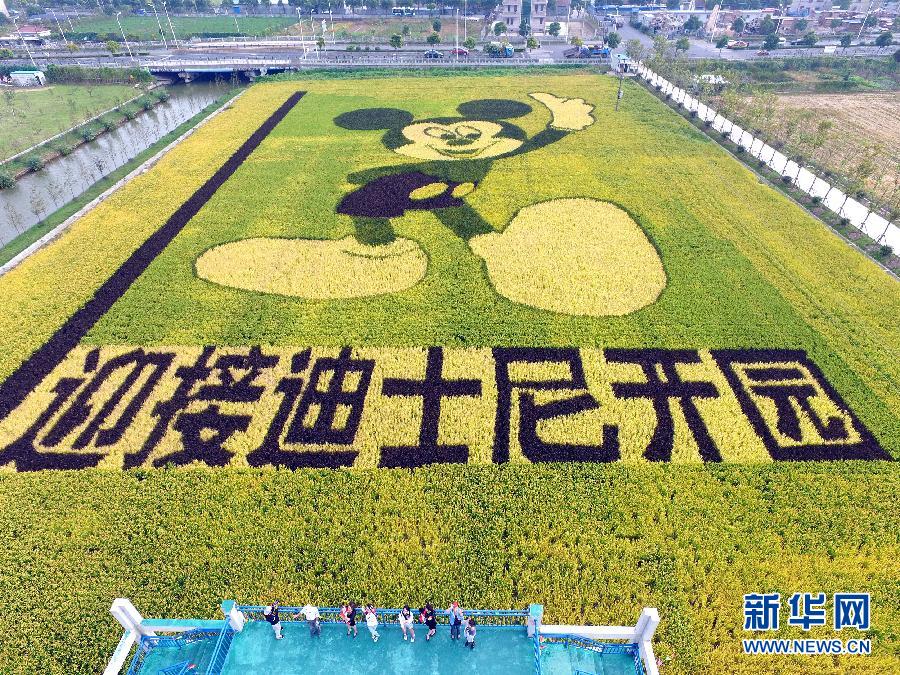 10月25日，游客在觀景臺上觀賞“米老鼠”稻田畫。
