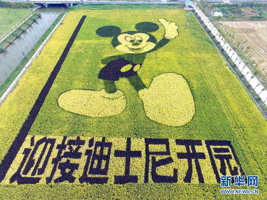 10月25日，游客在觀景臺上觀賞“米老鼠”稻田畫。
