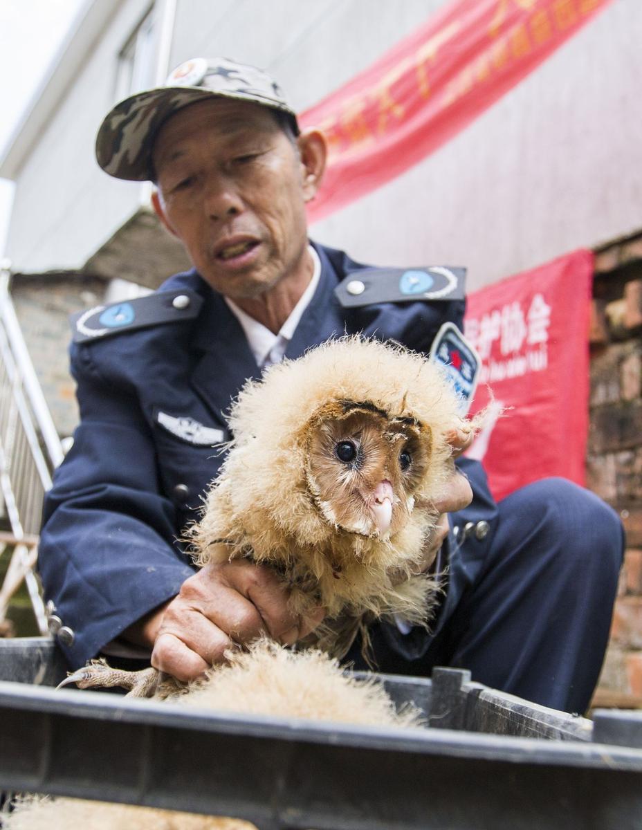 這5只雛鳥長得既像貓頭鷹，又像老鷹，危億玲和她丈夫便上網查詢，也沒查出來到底是什么動物。因為擔心這些雛鳥是保護動物，放在自己家里會養不好，危億玲便聯系上了都昌縣林業局野生動植物保護管理站。