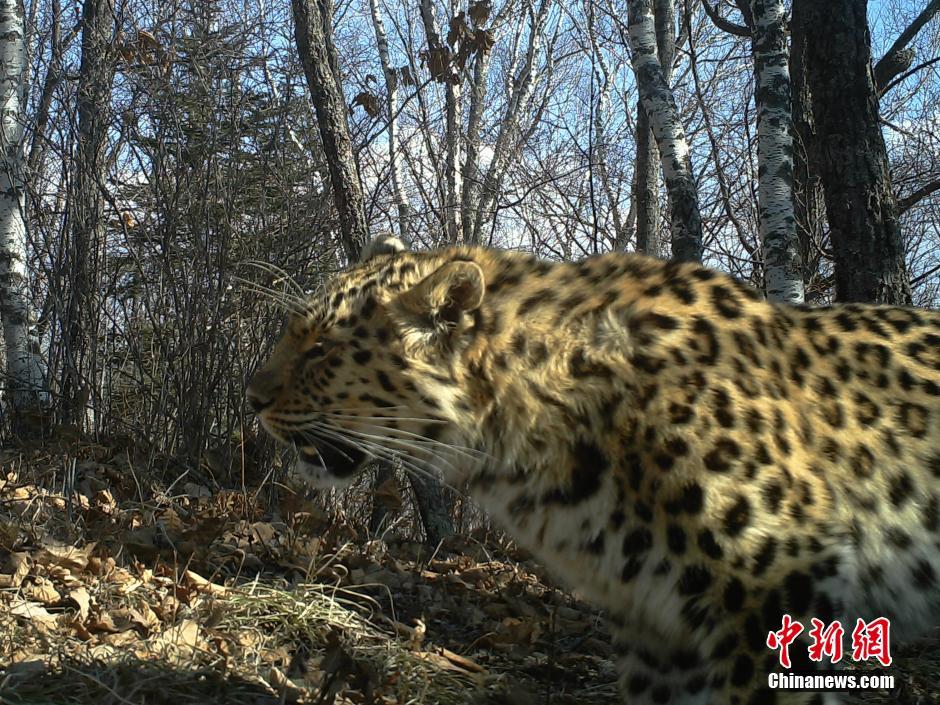 黑龍江老爺嶺保護區多次拍到野生東北虎、豹影像