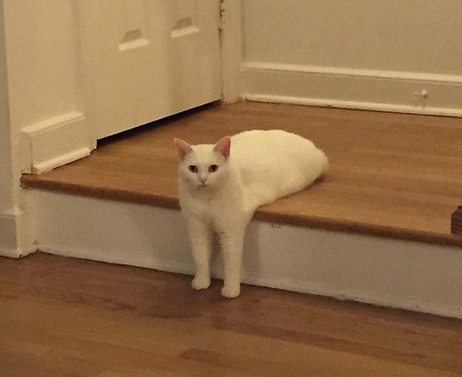 喵星人奇葩坐姿遭惡搞 網友腦洞大開 喵星人奇葩坐姿遭惡搞 網友腦洞大開