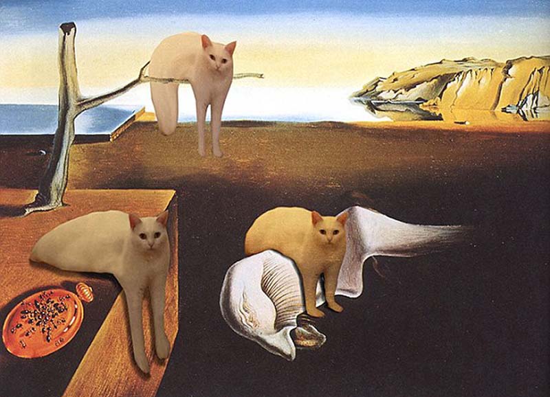 喵星人奇葩坐姿遭惡搞 網友腦洞大開 喵星人奇葩坐姿遭惡搞 網友腦洞大開