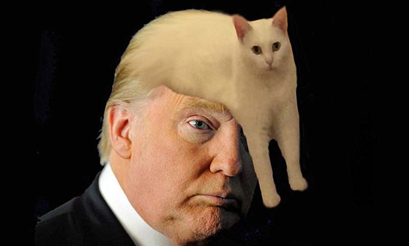 喵星人奇葩坐姿遭惡搞 網友腦洞大開 喵星人奇葩坐姿遭惡搞 網友腦洞大開