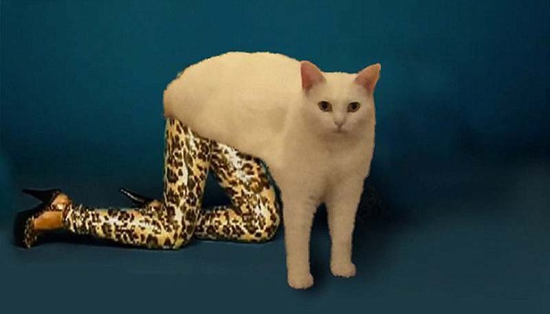 喵星人奇葩坐姿遭惡搞 網友腦洞大開 喵星人奇葩坐姿遭惡搞 網友腦洞大開