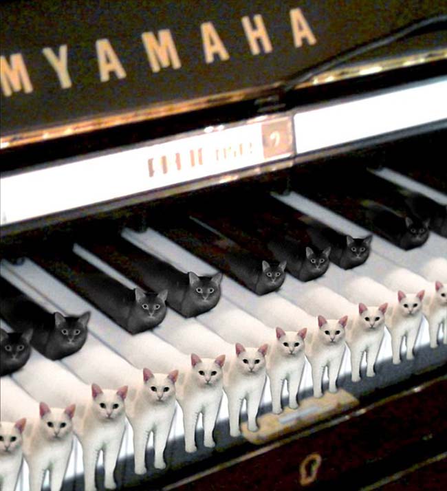 喵星人奇葩坐姿遭惡搞 網友腦洞大開 喵星人奇葩坐姿遭惡搞 網友腦洞大開