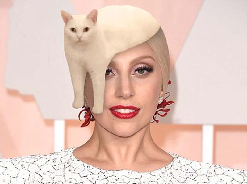 喵星人奇葩坐姿遭惡搞 網友腦洞大開 喵星人奇葩坐姿遭惡搞 網友腦洞大開