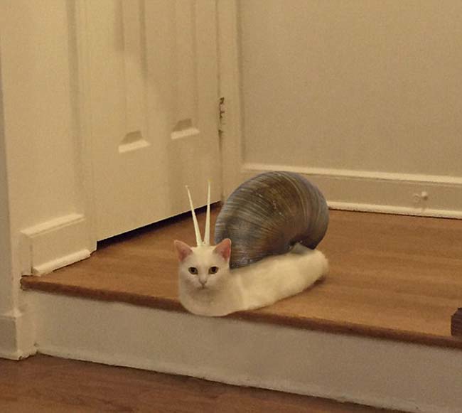 喵星人奇葩坐姿遭惡搞 網友腦洞大開 喵星人奇葩坐姿遭惡搞 網友腦洞大開