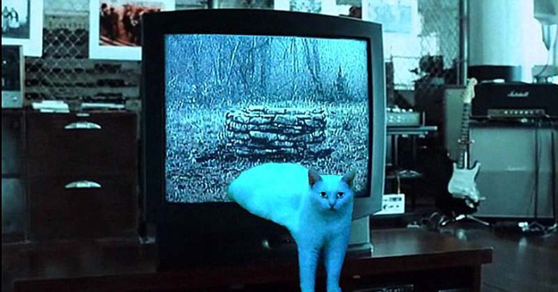 喵星人奇葩坐姿遭惡搞 網友腦洞大開 喵星人奇葩坐姿遭惡搞 網友腦洞大開