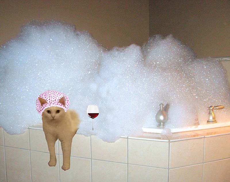 喵星人奇葩坐姿遭惡搞 網友腦洞大開 喵星人奇葩坐姿遭惡搞 網友腦洞大開