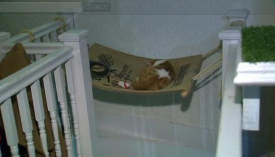 圖為加拿大首家貓咪咖啡館。 圖為加拿大首家貓咪咖啡館。