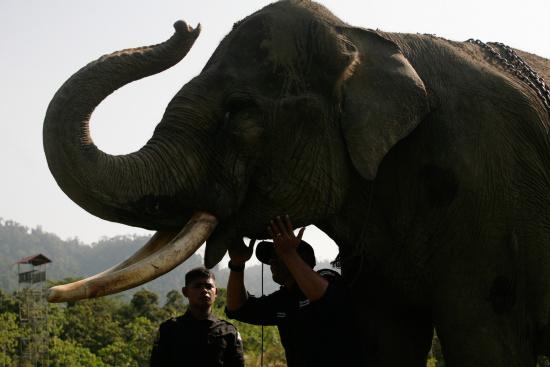 圖為大象巡邏隊里的大象。來源：法新社。