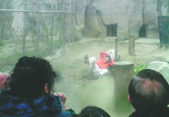 昨日，成都動物園，男子進入白虎活動區(qū)后被白虎拖行。動物園出動50多人成功營救下他