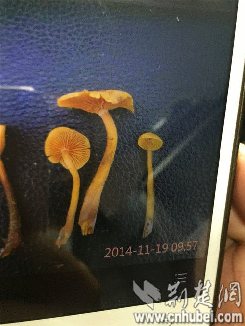 圖為：張小剛用手機拍下的毒蘑菇