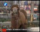 駱駝肉當街叫賣合法？