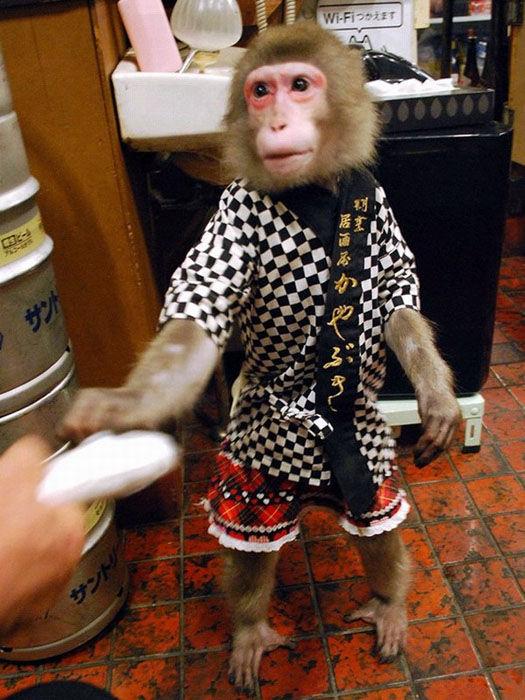 日本酒館有猴子服務員：會遞毛巾表演節目